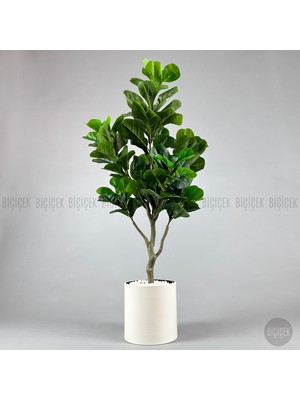 Biçiçek Keman Yapraklı Kauçuk Bitkisi Fiddle Lyrata Metal Saksı 150-175 cm