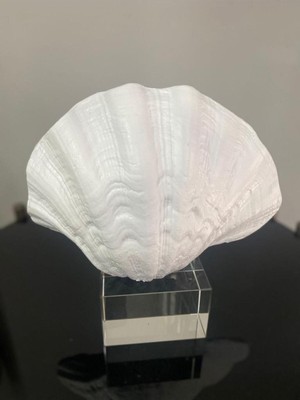 Elite Mercan Krıstalli Midye Istiridye Model Biblo 1 Adet