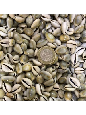 Cyprea Annulus Kiloluk Deniz Kabuğu (1 Kg)