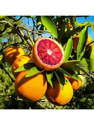 Blood Orange (Kan Portakalı) Fidanı