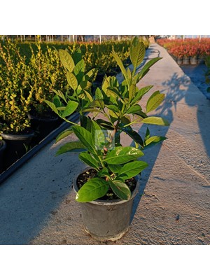 Fidan Sepetim Kartopu Lucidum Fidanı 'Viburnum lucidum'