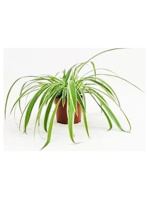 Ev Ofis Için Uygun Nefes Kurdele Çiçeği