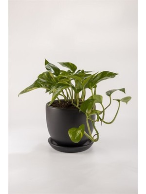 Isparta Gülü Epipremnum Pothos Sarmaşığı Fidanı 10-20 cm Sağlam ve Hızla Büyüyen Bitki