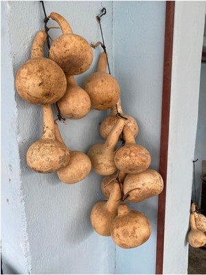 Su Kabağı Kurusu Susak