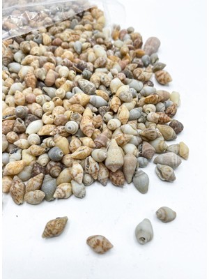 Minik  Doğal Deniz Kabukları Süsleme Malzemesi  100 Adet