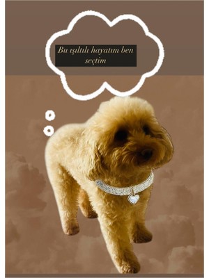 Taşlı Köpek Kolye Tasma Aksesuarı (Istediğiniz Harfi Mesaj Olarak Belirtin)