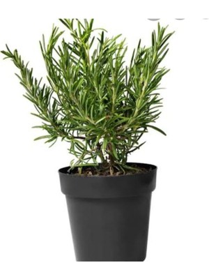 Saksıda Kekik Fidanı 10-20 cm