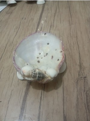 Beyaz Deniz Kabuğu Dekoratif Mumluk, Şık ve Doğal Görünüm Sağlar