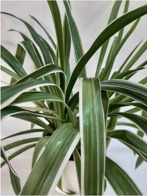 Kurdela Çiçeği Comosum Fidanı Fidesi 10-20 cm