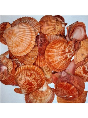 Pecten Novalis Kırmızı Kiloluk Deniz Kabuğu (1 kg