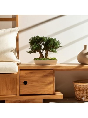 Seramik Saksıda Bonsai Ağacı | 100% Doğal, Bakım Gerektirmeyen Juniper Bitkisi | 25 cm Doğal Masa Üstü Dekor