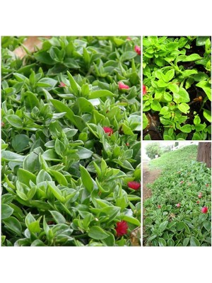 Thebestonline 20 Adet Buz Çiçeği Fidesi