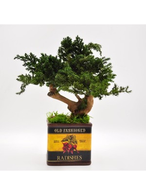 Bakım Gerektirmeyen El Yapımı Bonsai | Turp Desenli Vintage Seramik Saksıda | Doğal Dekoratif Ağaç | Zen & Country Stil Masaüstü Süs