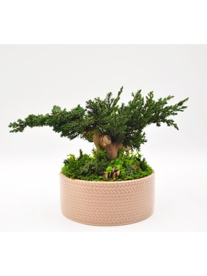 Bakım Gerektirmeyen Doğal Bonsai | 19 cm Seramik Saksıda Zen Dekoratif Bitki