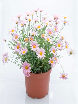 Çok Satan Çeşme Papatyası Fidanı (30 50 Cm)1 Adet Saksılı Çiçekli Bodur Bitki Argyranthemum