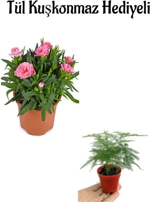 Çok Avantajlı Mis Kokulu Hediyelik Şeker Pembe Karanfil Çiçeği Tül Kuşkonmaz Hediyeli