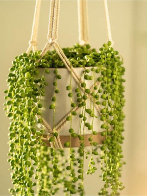 Çok Satan Tesbih Boncuk Çiçeği (30 35 Cm) 1 Adet Saksılı Iç Mekan Bitkisi Senecio Rowleyanus