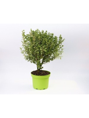 Şimşir Fidanı - Dekoratif Saksıda Hediyelik