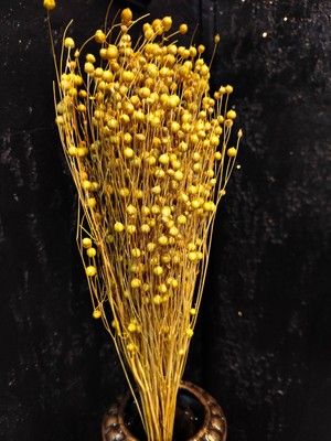 Kuru Çiçek Şoklanmış 1 Demet  Keten Otu (Luna Otu) Minimalist Dekoratif Arajman Vazo Çiçeği