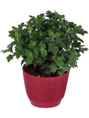 Sarı Renk 10-20 cm Kasımpatı Çiçeği  Saksı’da (Chrysanthemum)