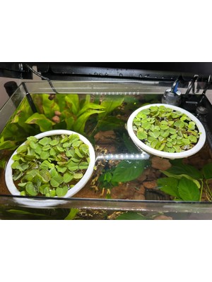 Akvaryum Yüzen Bitki ve Yem Halkası (3 Adet)| Balıklar Için Yüzey Düzenleyici ve Işık Geçirgen Halka