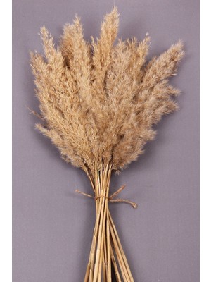Doğal Pampas Kuru Çiçek, 20 Adet, 120 Cm, Bej Renk, Şık ve Uzun Ömürlü Dekor.