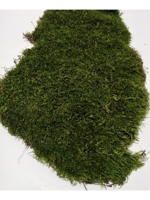 Doğal Kaya ve Ağaç Yosunu, 40X40 Cm, Sağlıklı ve Doğal Dekorasyon Malzemesi