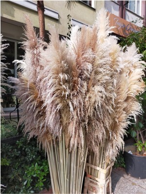 20 Adet Doğal Pampas Tüyü, Şık ve Zarif Dekorasyon Malzemesi