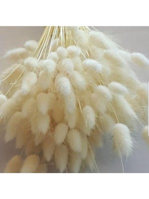Beyaz Kuru Çiçek Pamuk Otu Lagurus Demet 40 Dal, Dekoratif ve Doğal Şıklık