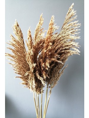 7 Adet Pembe Pampas Kuru Çiçek, Dökülmeyen, 100 Cm, Doğal Dekorasyon Seti