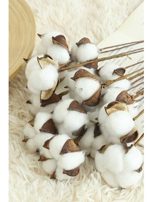 Beyaz Doğal Pamuk Dalları, 5 Adet, Dekorasyon ve El Işi Için Güzel Seçenek