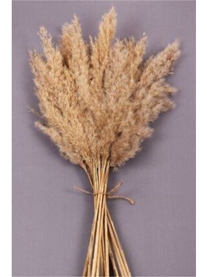 Bej Kuru Çiçek Pampas 15 Adet, 100 cm Doğal ve Şık Dekorasyon Seçeneği