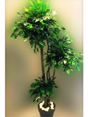 3 Gövdeli 1.80 M Yapay Benjamin Ağacı, Yeşil Yaprak, Islak Doku, Dekoratif Parçadır