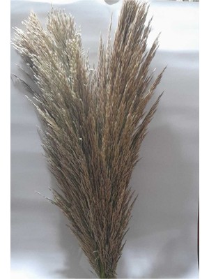 Çok Renkli Pampas 3'lü Set, Şık ve Doğal Dekorasyon Için Harika Seçenek
