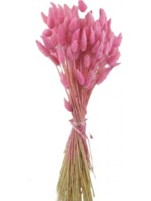 Pembe Kuru Pamuk Otu Demeti, Doğal ve Şık Bitki Dekoru Seçeneği
