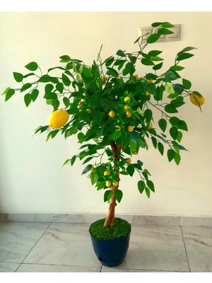 Gerçek Görünümlü 1 Metre Limon Ağacı, Doğal ve Yeşil Görüntü
