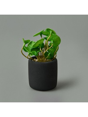 Renkli Mini Saksılı Yapraklı Çiçek, 8X6X6 Cm, Canlı ve Şık Dekorasyon Parçası