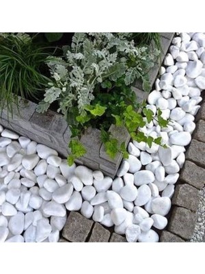 Beyaz Dolomit Taş 5 kg 4-6 cm Bahçe Dekoratif Doğal Dere Çakıl Taşı