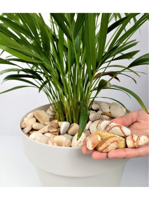 Sarı Çizgili Dolomit 5 Kg, 2-4 Cm, Bahçe, Dere, Akvaryum, Çakıl Taşı