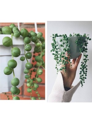 Bitkim Sende Kampanyalı Tespih Çiçeği İnci Tanesi Askılı Büyük Saksı Senecio Rowleyanus Teraryum Sukulent