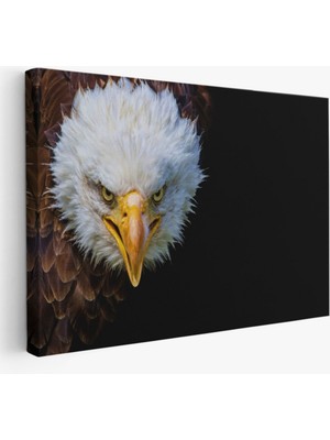 Kartal, Hayvan Temalı Dekoratif Kanvas Tablo, Duvar Dekoru 1132
