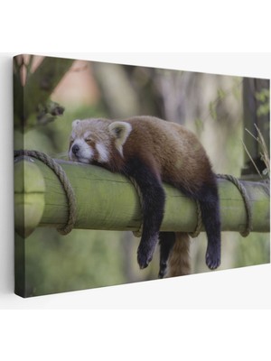 Kırmızı Panda, Hayvan Temalı Dekoratif Kanvas Tablo, Duvar Dekoru 1140