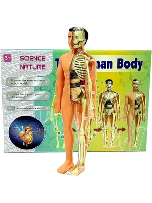 The Human Body İnsan Vücudu 3D Eğitim Seti 3302