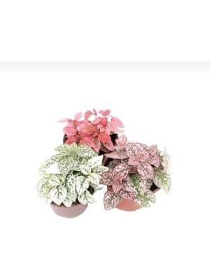 Thebestonline 3'lü Hipoestes Phyllostachya - Hostes Çiçeği Kırmızı Çilli Yaprak Çiçeği