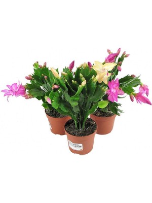 Thebestonline Schlumbergera - Yılbaşı Çiçeği 3 Adet