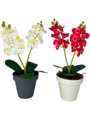 Yapay Çiçek Krem Saksıda Mini Orkide 2 Adet Beyaz ve Fuşya Renk 28CM
