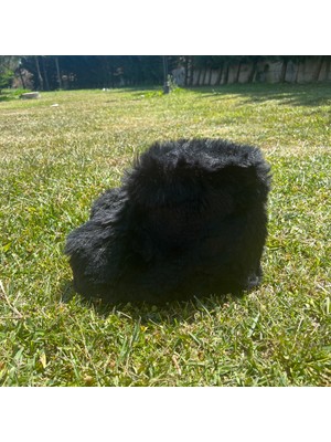 Elisha Ev Botu  Ithal Peluş Uzun Tüylü