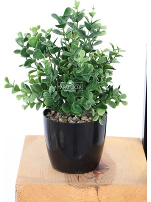 Yapay Yoğun Yaprakli Okaliptus Saksılı 25 cm