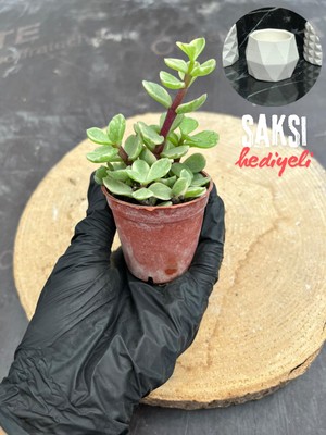 Bayraktar Peyzaj Portulaca Afra Variegata (Alacalı Fil Azığı) Sukulent Bitkisi - Saksı Hediyeli