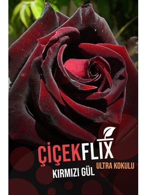 Kırmızı Kokulu Koyu Gül Fidani 1 Adet Açık Kök
